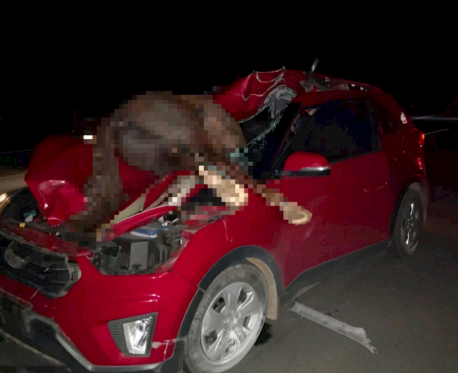 Impacta contra caballo en soltura y  sobrevive de milagro